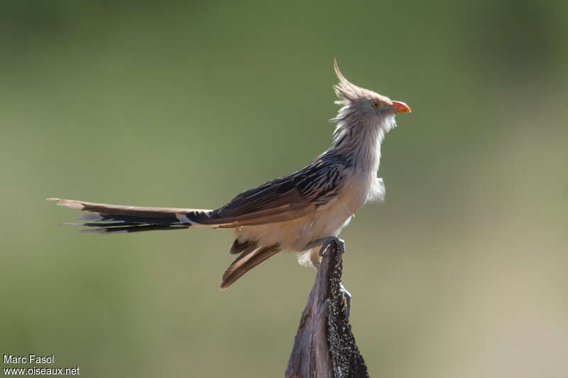 Guira Cuckooadult, identification