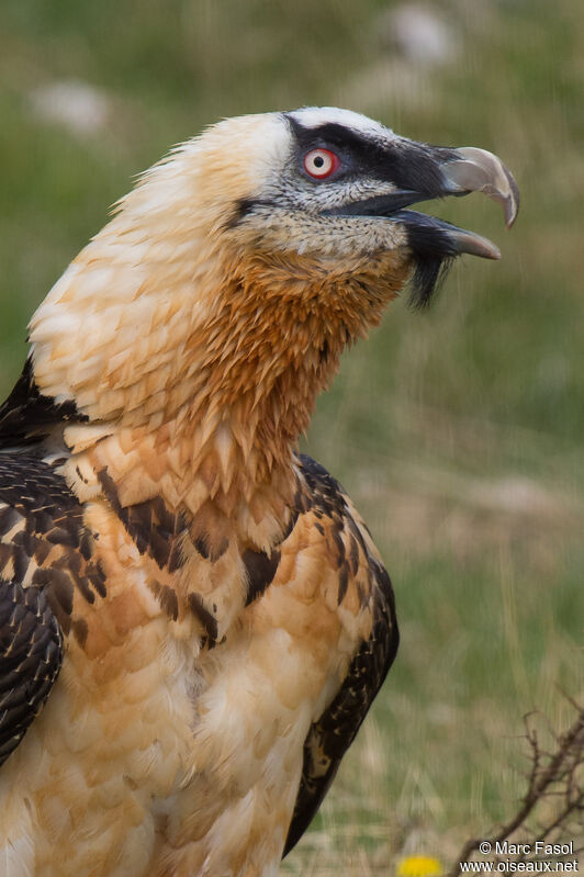 Bearded Vultureadult, close-up portrait