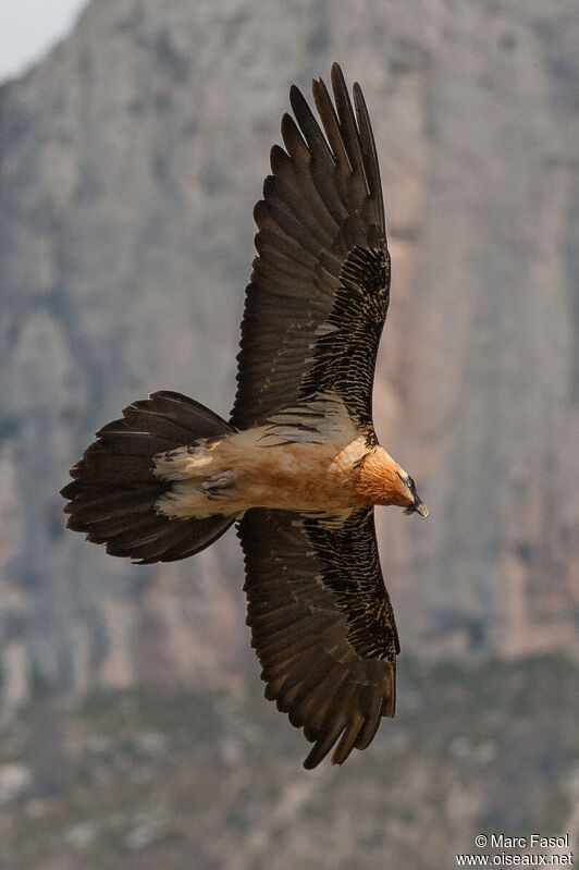 Bearded Vultureadult breeding, Flight