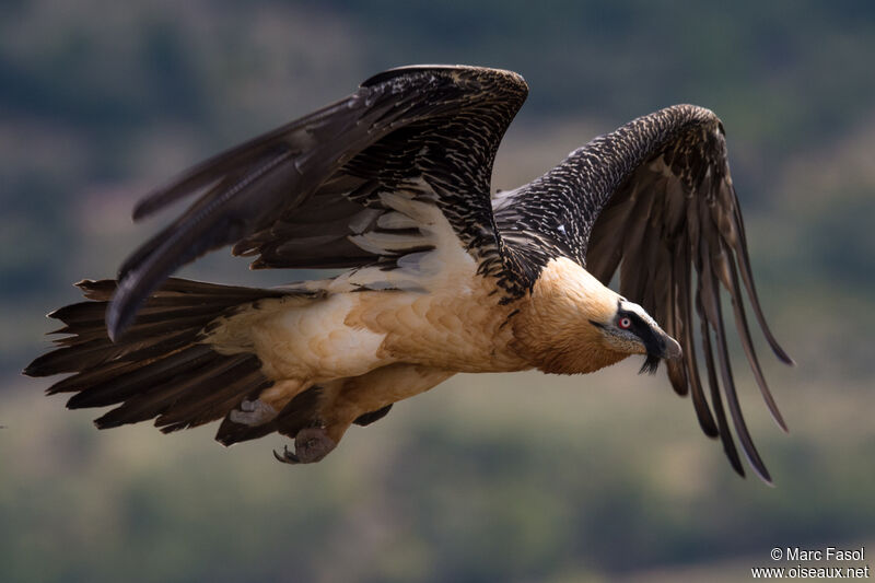 Bearded Vultureadult, Flight