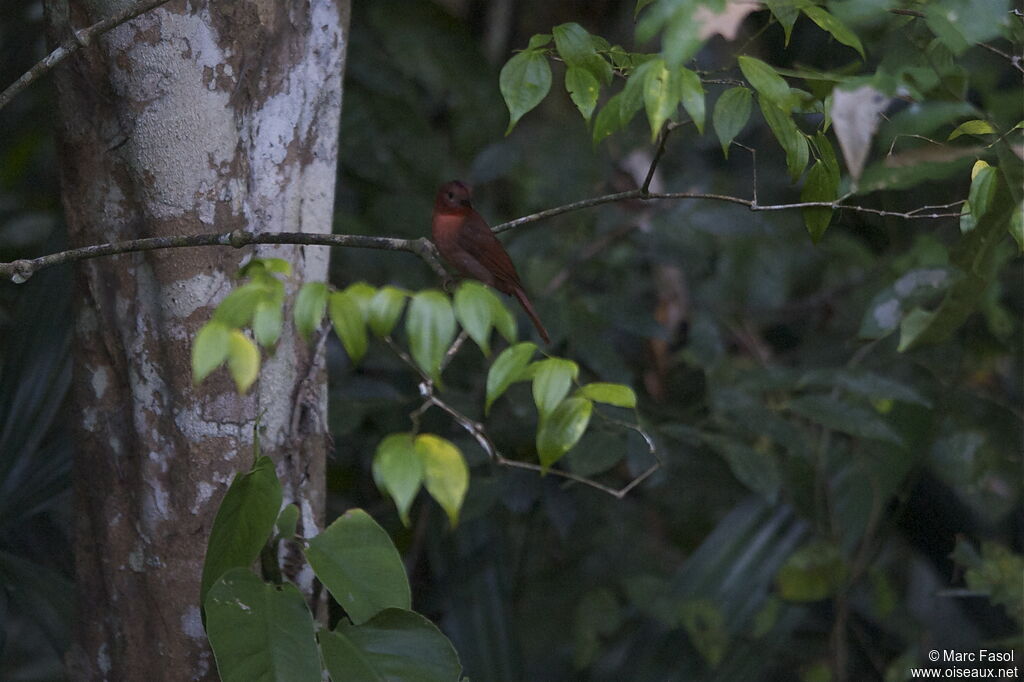 Red-throated Ant Tanager