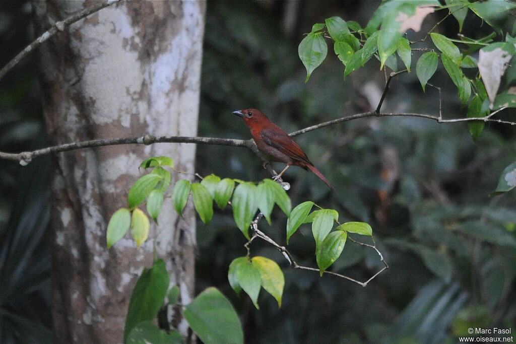 Red-throated Ant Tanager