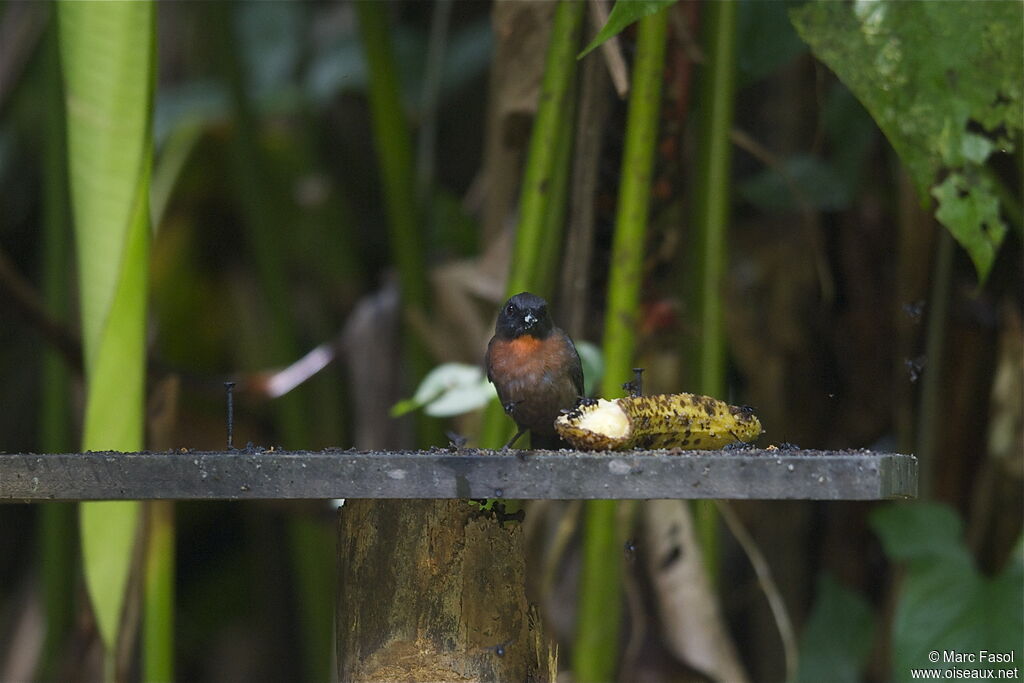 Black-cheeked Ant Tanager