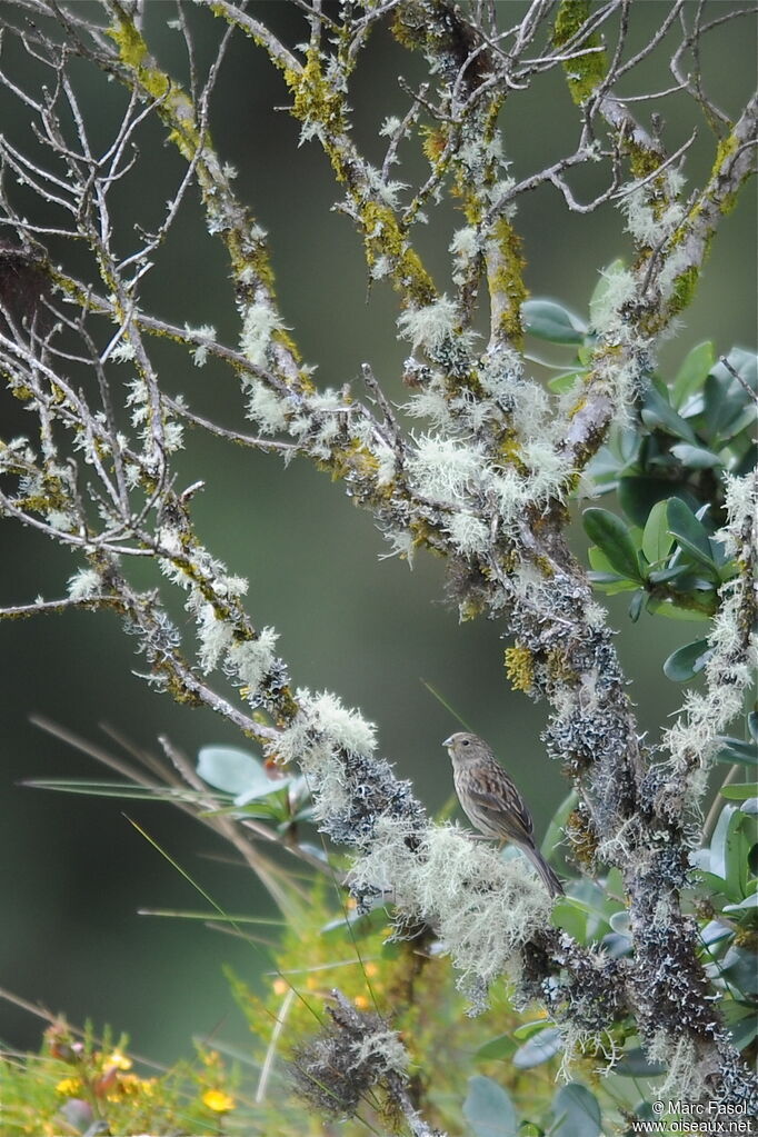 Haplospize gris-de-plomb