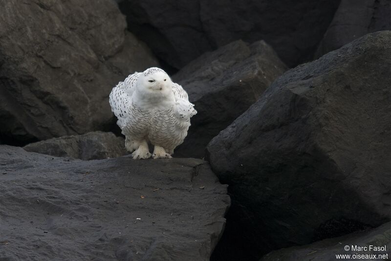 Harfang des neiges, identification