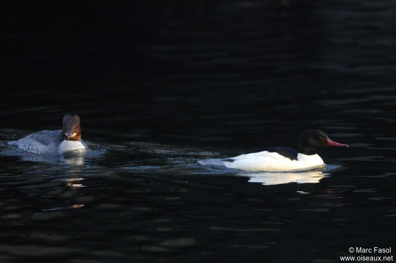 Common Merganseradult post breeding, identification