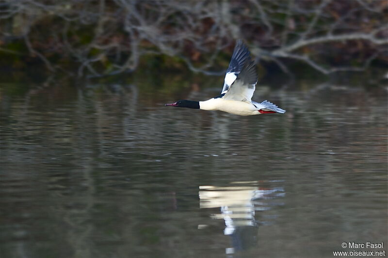 Common Merganser male, Flight