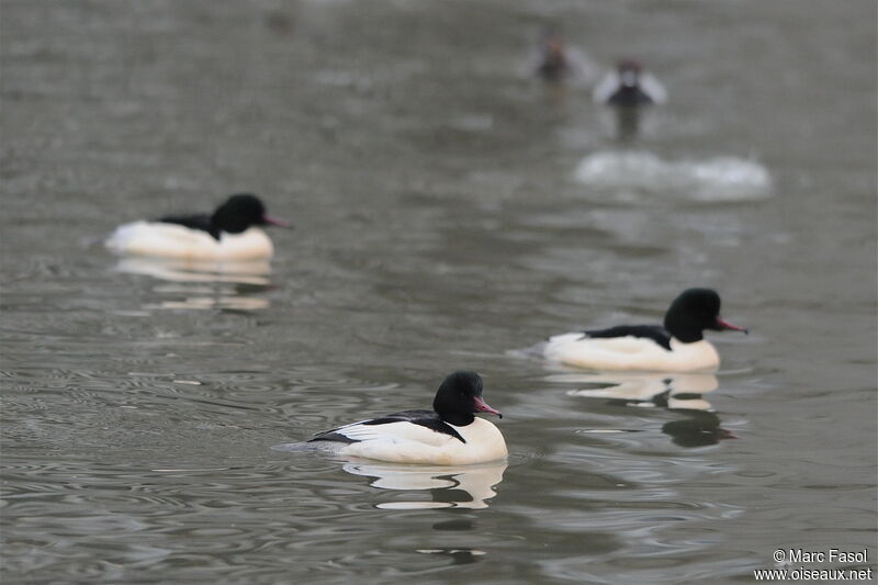 Common Merganser male adult breeding, identification