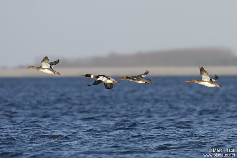 Red-breasted Merganseradult, Flight