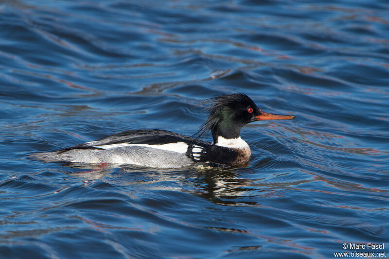 Red-breasted Merganser male adult breeding, identification, fishing/hunting