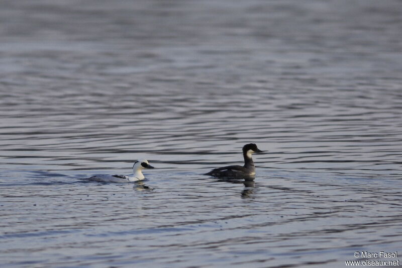 Smew , identification