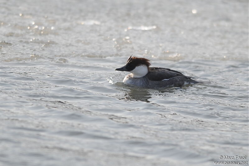 Smew female, identification