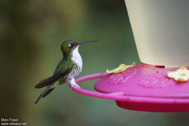 White-booted Racket-tail female adult, identification