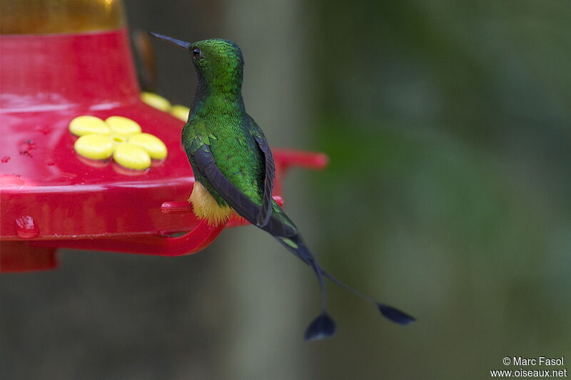 Haut-de-chausses de Bolivie mâle adulte, identification, régime