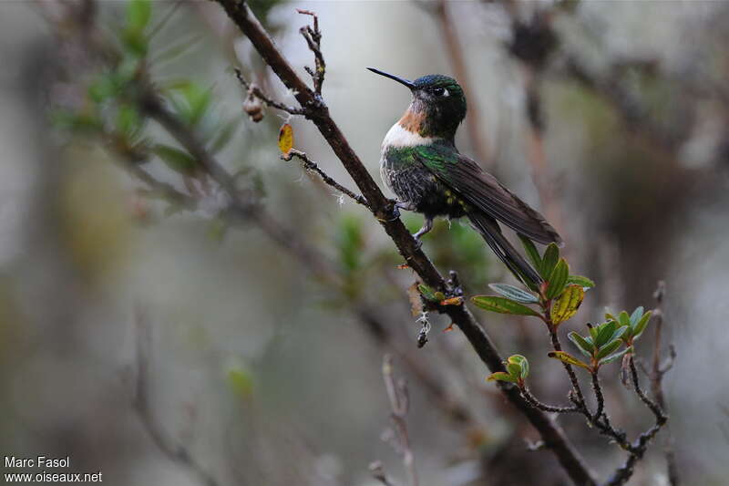 Amethyst-throated Sunangel female adult, identification