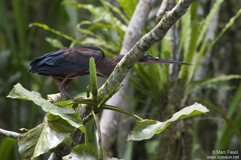 Héron agamiadulte, identification, Comportement