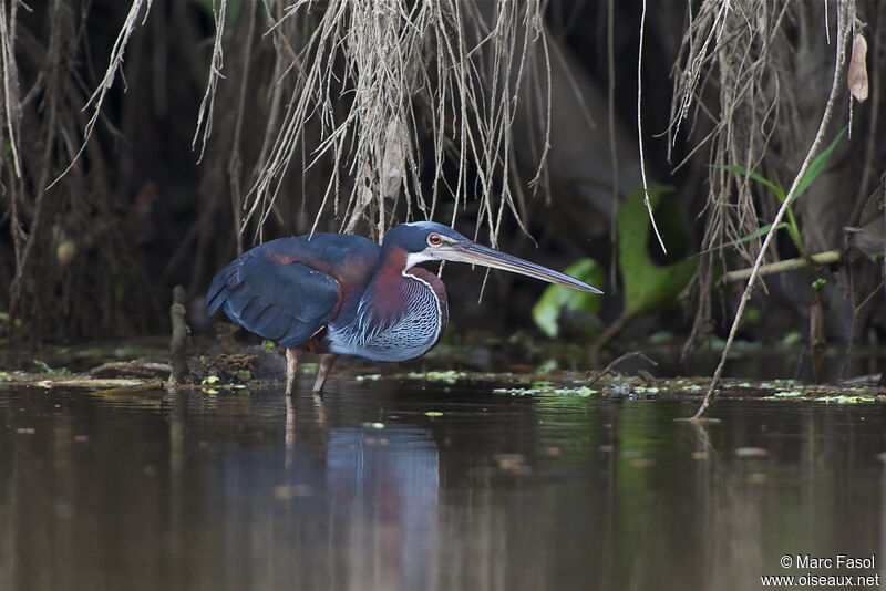 Agami Heronadult, identification, Behaviour