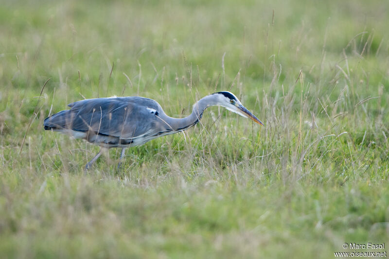 Héron cendréadulte, pêche/chasse