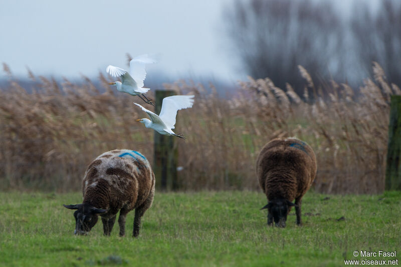 Western Cattle Egret, Flight