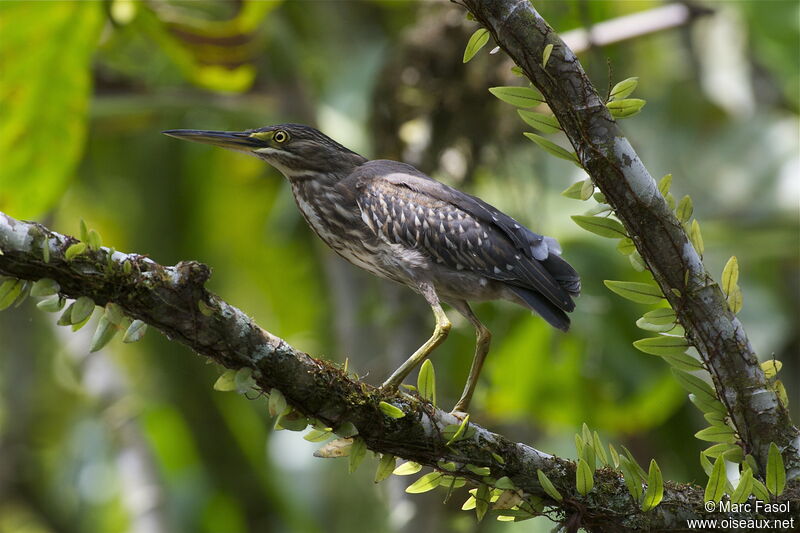 Héron striéimmature, identification