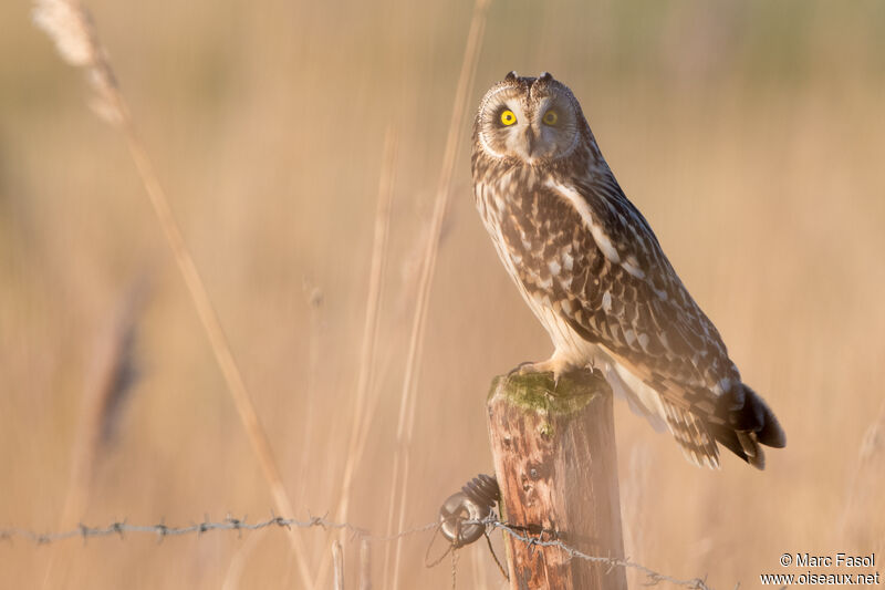 Hibou des maraisadulte, identification