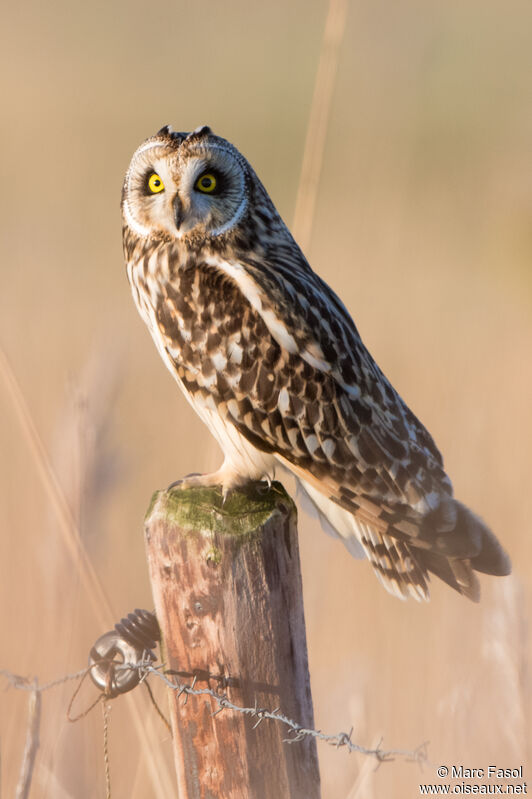 Short-eared Owladult, identification