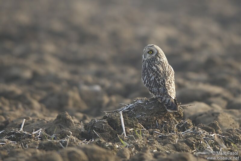 Short-eared Owladult post breeding, identification