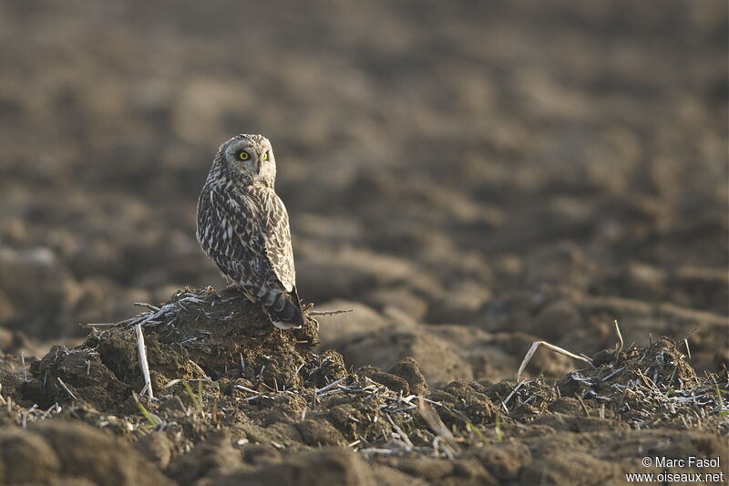 Short-eared Owladult post breeding, identification