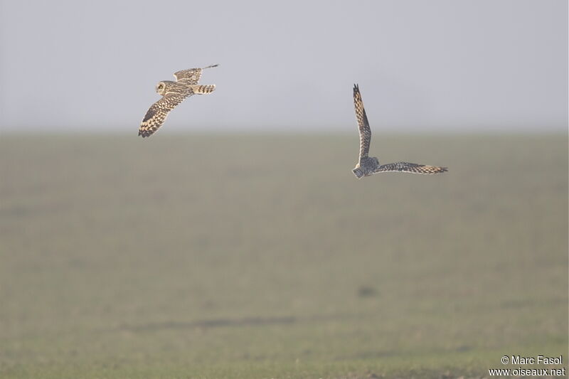 Hibou des maraisadulte internuptial, Vol