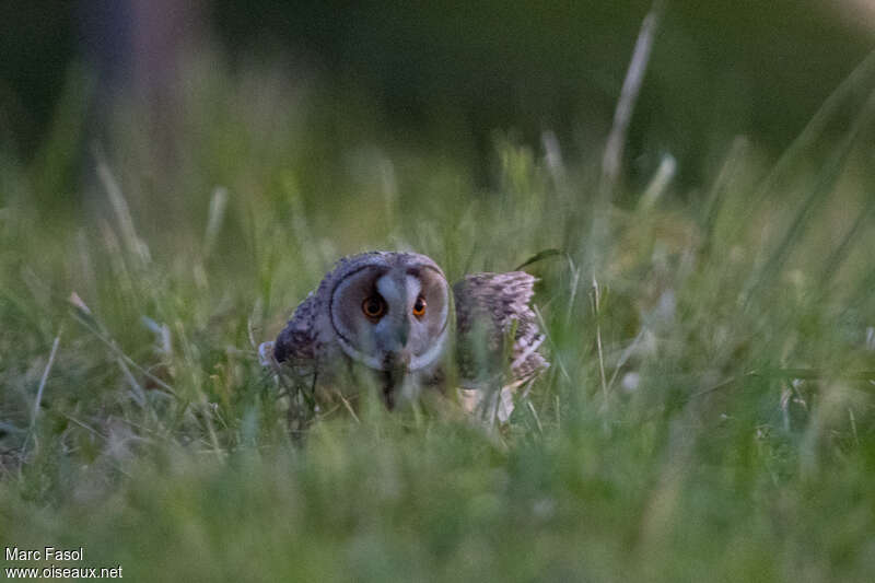 Long-eared Owladult, feeding habits, fishing/hunting