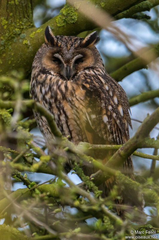 Long-eared Owladult, identification