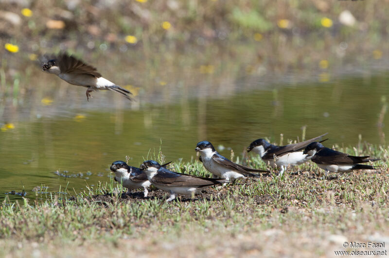 Western House Martin, Flight, Reproduction-nesting