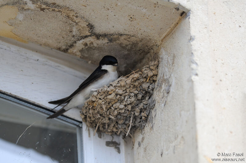 Hirondelle de fenêtreadulte nuptial, identification, Nidification