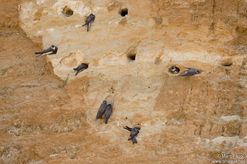 Hirondelle de rivageadulte nuptial, identification, Nidification, r. coloniale