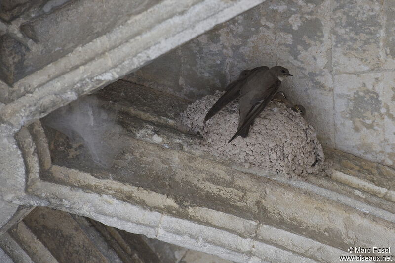 Hirondelle de rochersadulte nuptial, identification, Nidification