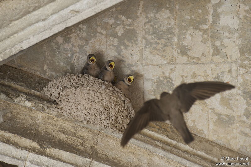 Hirondelle de rochers