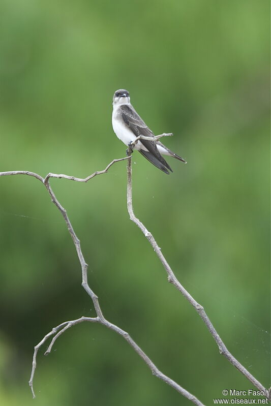 Brown-chested Martinadult, identification