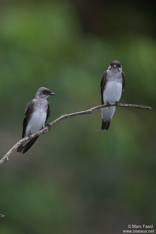 Brown-chested Martinadult, identification