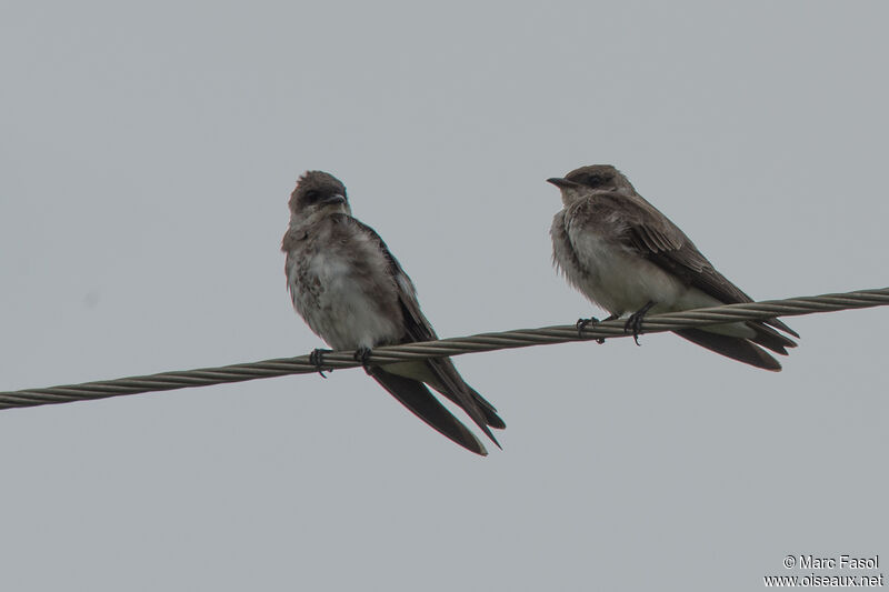 Brown-chested Martinadult