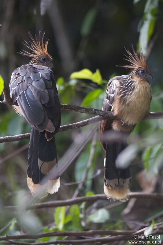 Hoatzin adult breeding, identification, Behaviour