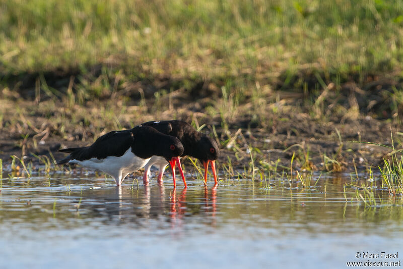 Eurasian Oystercatcheradult breeding, courting display