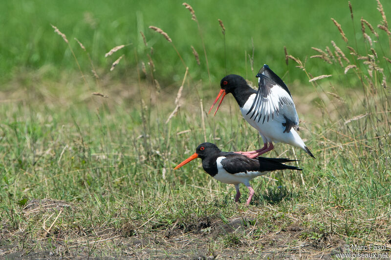 Eurasian Oystercatcheradult breeding, mating.