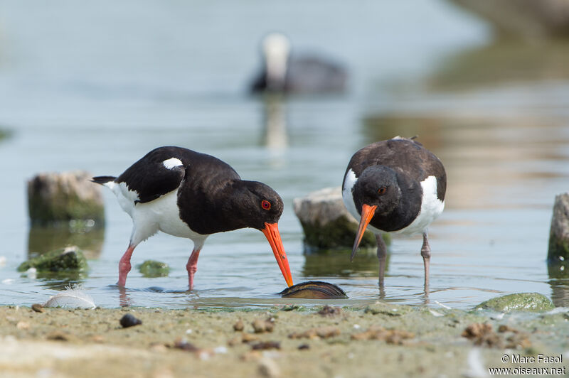 Eurasian Oystercatcheradult, feeding habits, eats