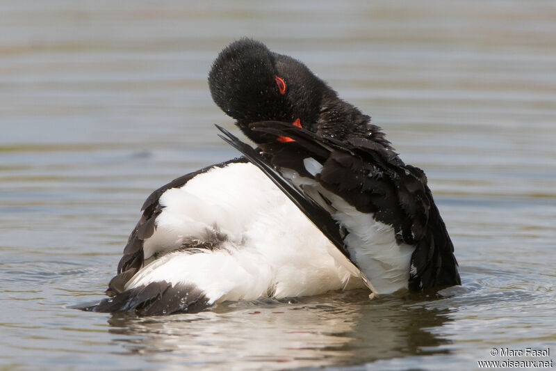 Eurasian Oystercatcheradult breeding, care