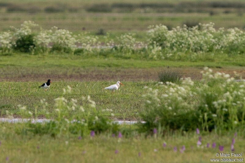 Eurasian Oystercatcheradult, habitat, walking