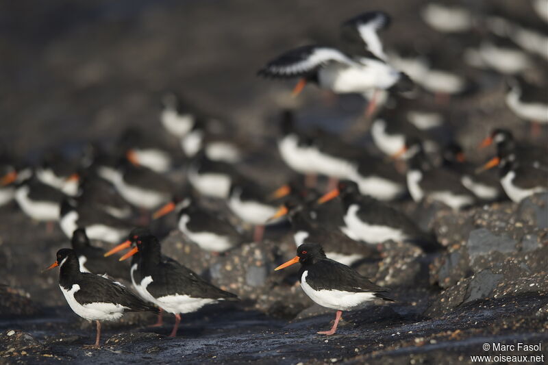 Eurasian Oystercatcheradult post breeding, identification, Behaviour