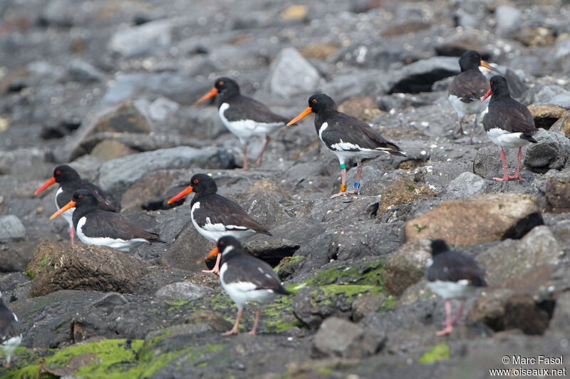 Eurasian Oystercatcher