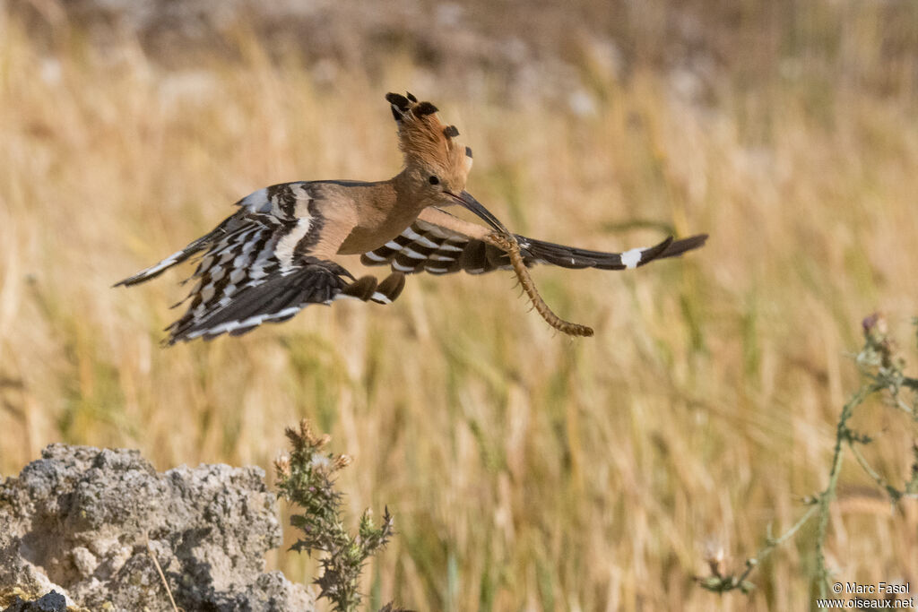 Eurasian Hoopoe