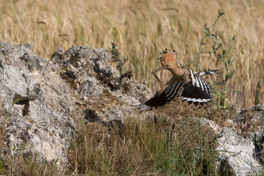 Eurasian Hoopoe
