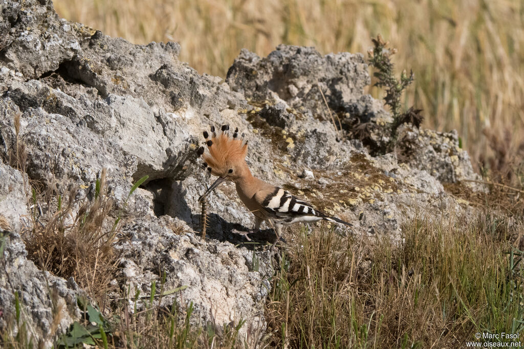 Eurasian Hoopoe